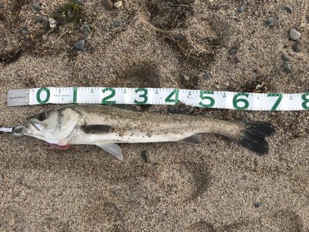 シーバスきた〜！