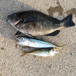 ファミリーサビキ