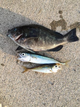 ファミリーサビキ