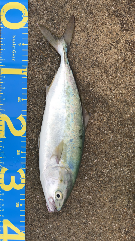 ショアジギング