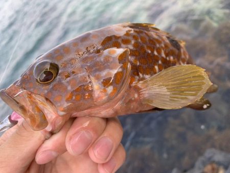 手軽にアコウ連発！