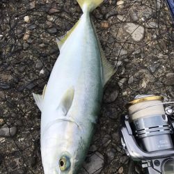 おニューのタモ