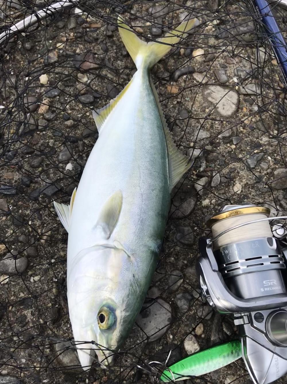 おニューのタモ 和歌山県 田ノ浦漁港 ショアジギング ツバス ワカシ 陸っぱり 釣り 魚釣り 釣果情報サイト カンパリ