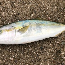 朝まずめ釣行④