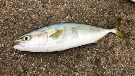 朝まずめ釣行④