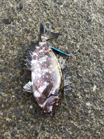 夏のライトショアジギング6