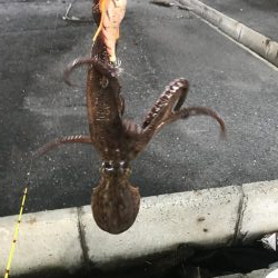 猛暑の中でもタコ
