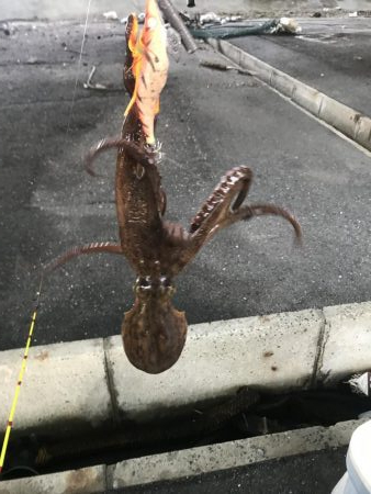 猛暑の中でもタコ