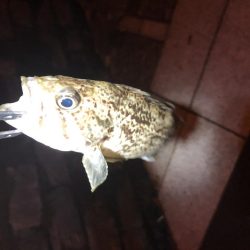 ソイ?タケノコ?