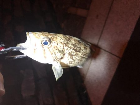 ソイ?タケノコ?