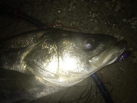 ゲリラ豪雨の後すかさず