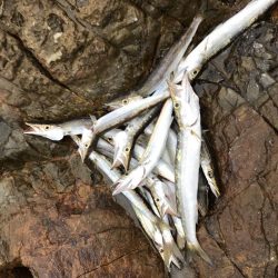 夏のライトショアジギング9