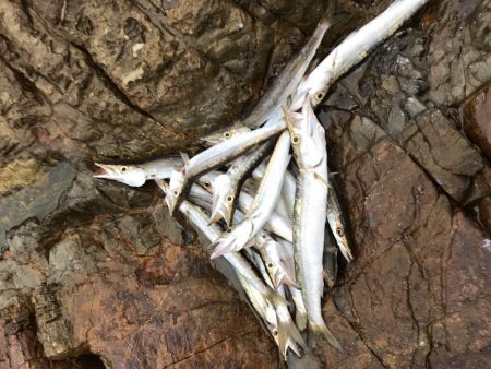 夏のライトショアジギング9