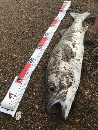 台風後の荒れサーフ