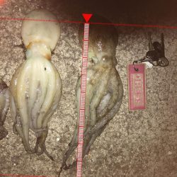 花火大会とタコ釣り