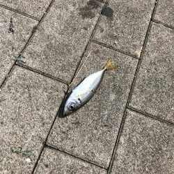 ツバスいない、タコまだいる