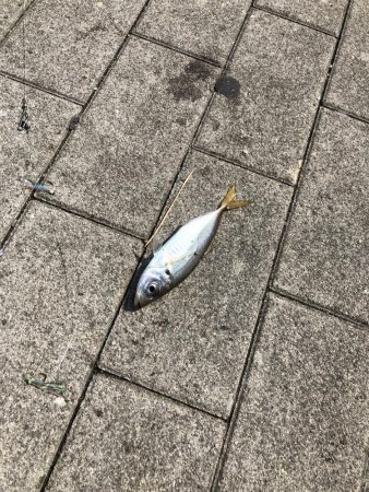 ツバスいない、タコまだいる