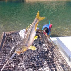 初渓流でウグイ