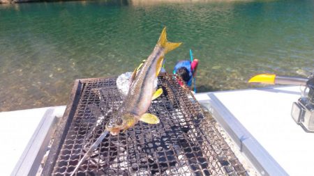 初渓流でウグイ