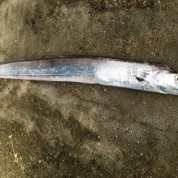 タチウオパラパラ