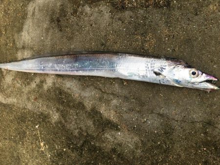 タチウオパラパラ