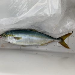 とりあえず当たりあり