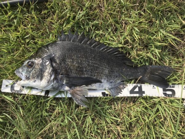 イチノ兄弟、釣果！！