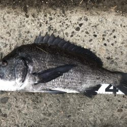 イチノ兄弟、釣果！