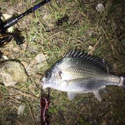 久々にチニング