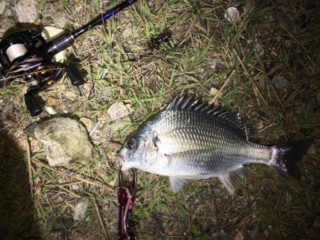 久々にチニング