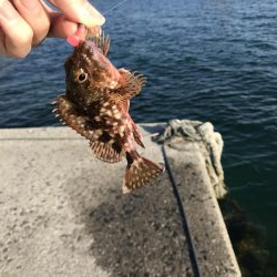 ロックフィッシュ