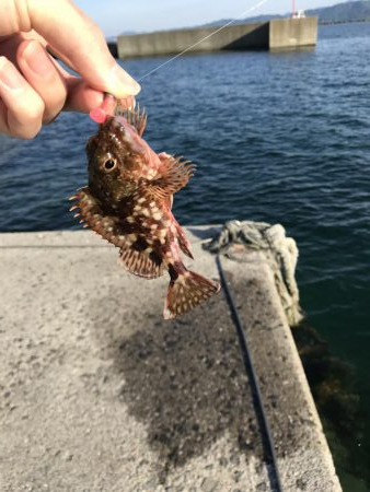 ロックフィッシュ