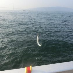 猛暑でもサヨリは絶好調