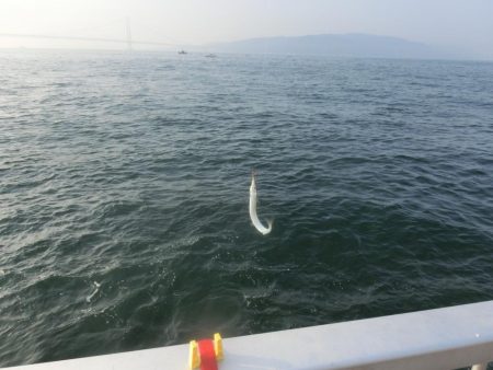 猛暑でもサヨリは絶好調