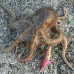 またまた４タコ