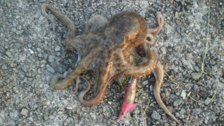 またまた４タコ