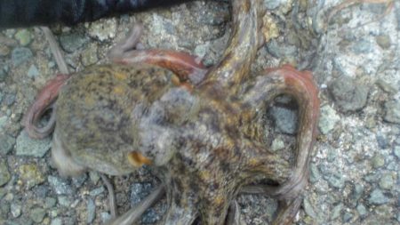 今日は大量タコ