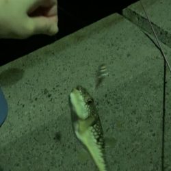 泳がせでアコウが…(^^)