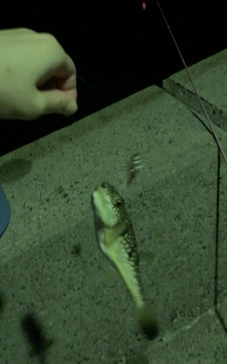 泳がせでアコウが…(^^)