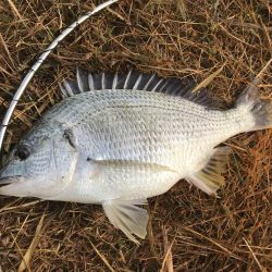 チヌポッパー最高!