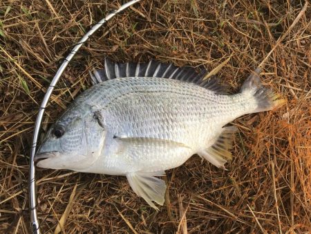 チヌポッパー最高!