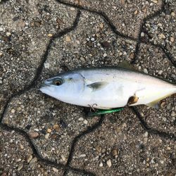 ツバスとハマチ