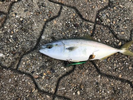 ツバスとハマチ