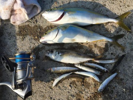 ツバスとアジとイワシ