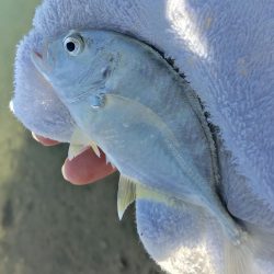 ポッパーキビレ