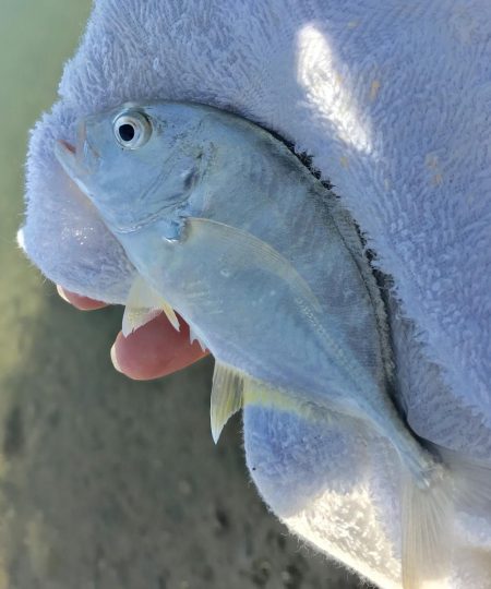 ポッパーキビレ