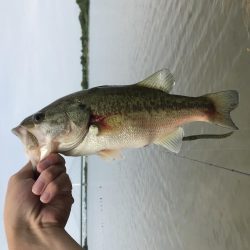 久しぶりのバス釣り