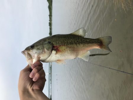 久しぶりのバス釣り