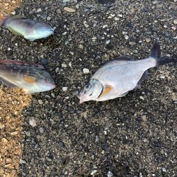 夕マズメにちょいと