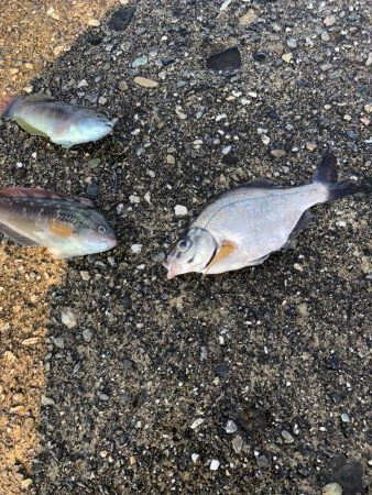 夕マズメにちょいと